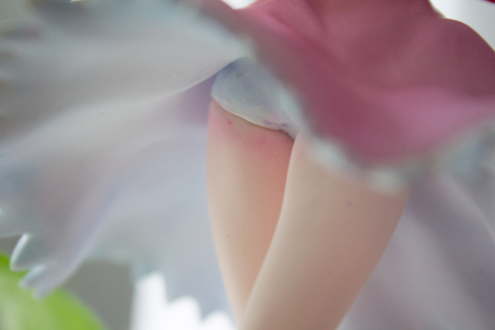 Shinobu Oshino by Honey Sorority – My Second GK - garage-kit photo 65